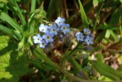Wood Forget-me-not